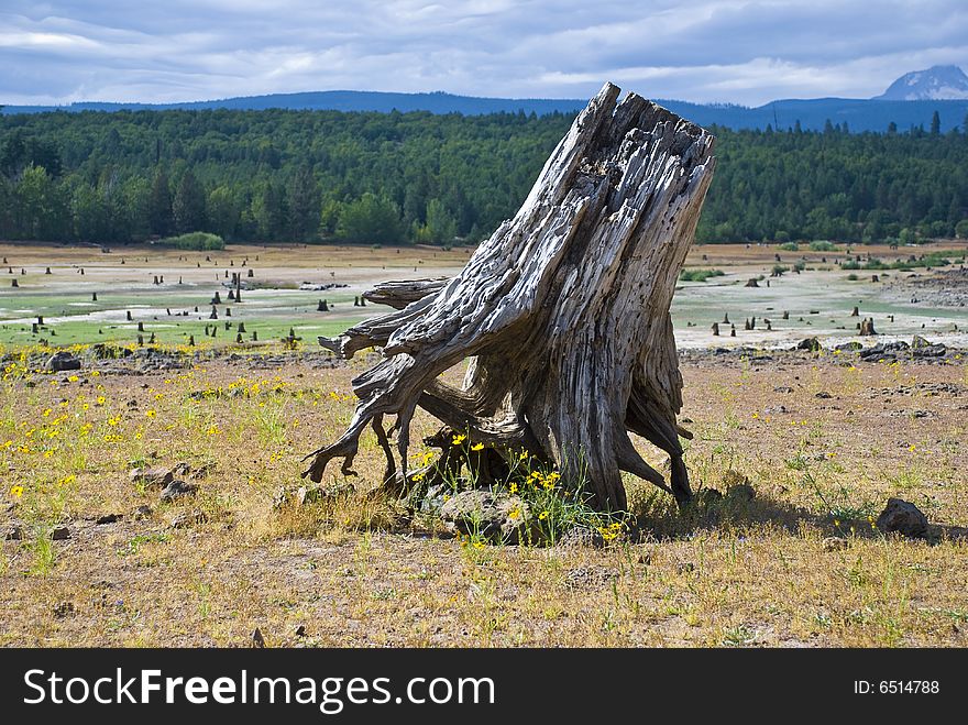 An ancient tree stump, sunbleached by time, in a field of wildflowers. An ancient tree stump, sunbleached by time, in a field of wildflowers.