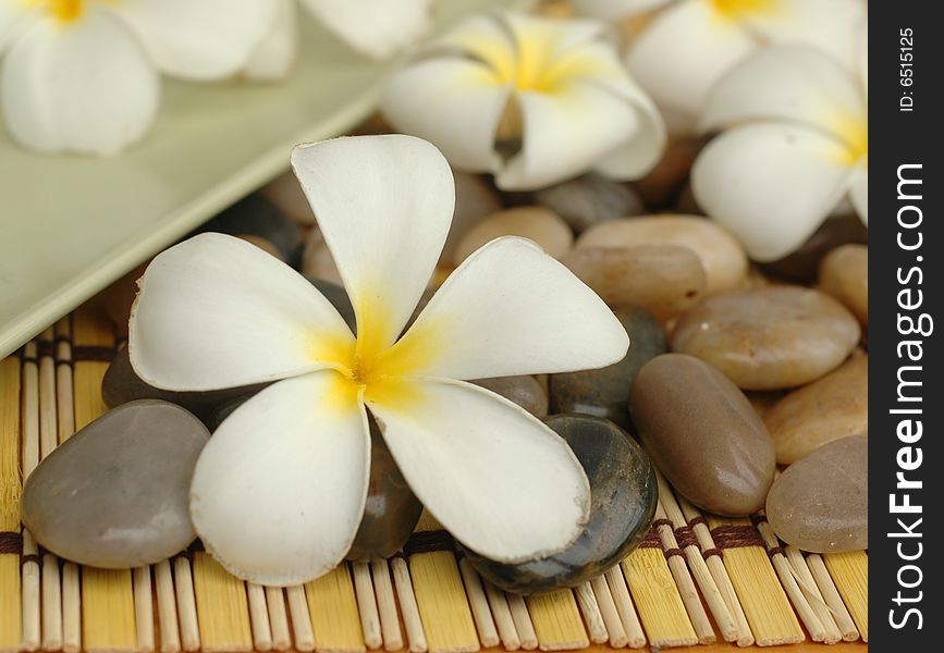 White plumeria in a spa. White plumeria in a spa