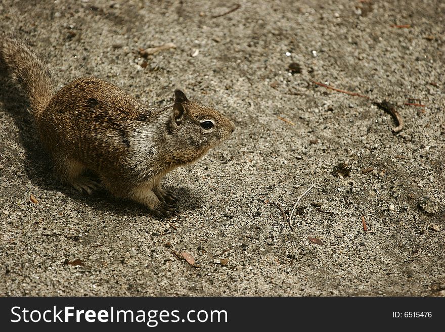 Squirrel at Glacier Point Yosemite