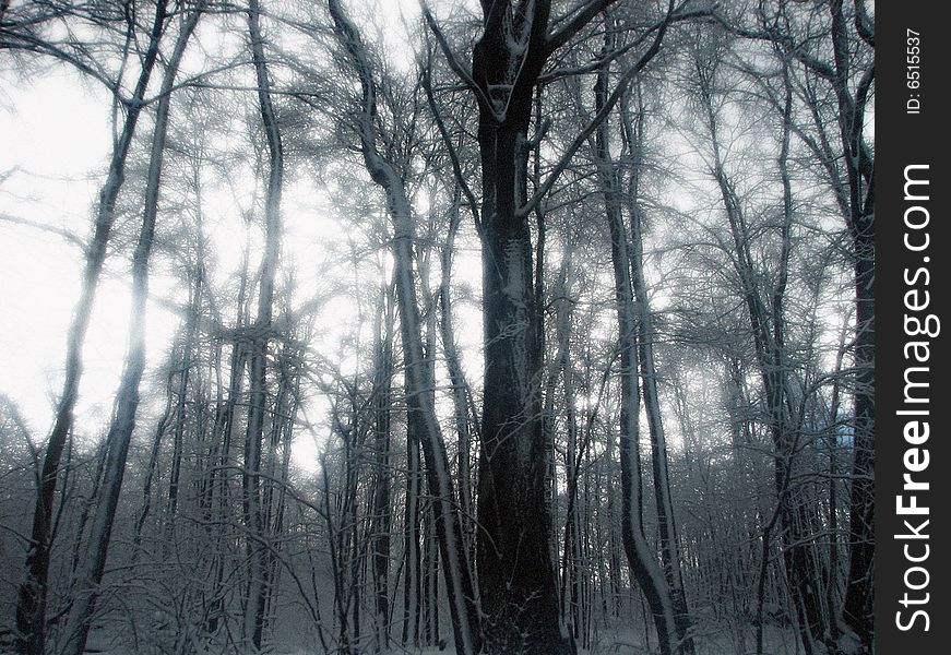 Trees with snow clinging to them after a snow storm. Trees with snow clinging to them after a snow storm