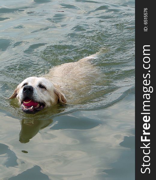 A white labrador retriever swims back to shore with a ball in its mouth. A white labrador retriever swims back to shore with a ball in its mouth