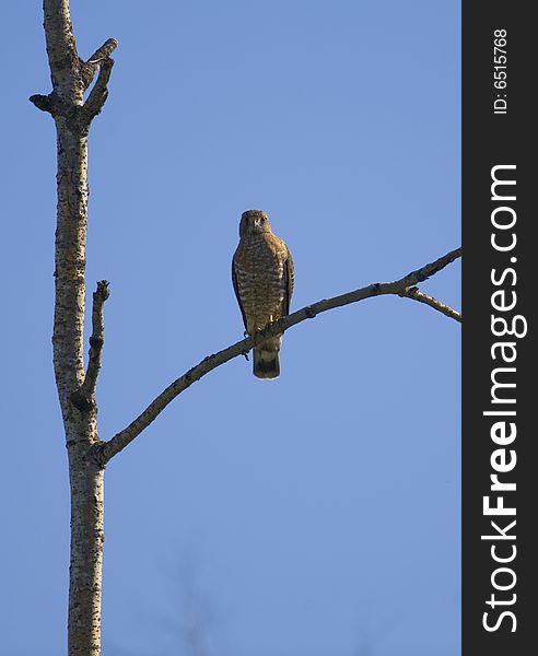 A broad-winged (buteo platypterus) hawk perched on a dead branch in the Sax Zim Bog of the Minnesota North Woods. A broad-winged (buteo platypterus) hawk perched on a dead branch in the Sax Zim Bog of the Minnesota North Woods
