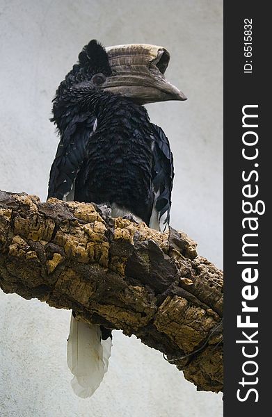 A black and white casqued hornbill, Bycanistes subcylindricus, perched on a large branch.