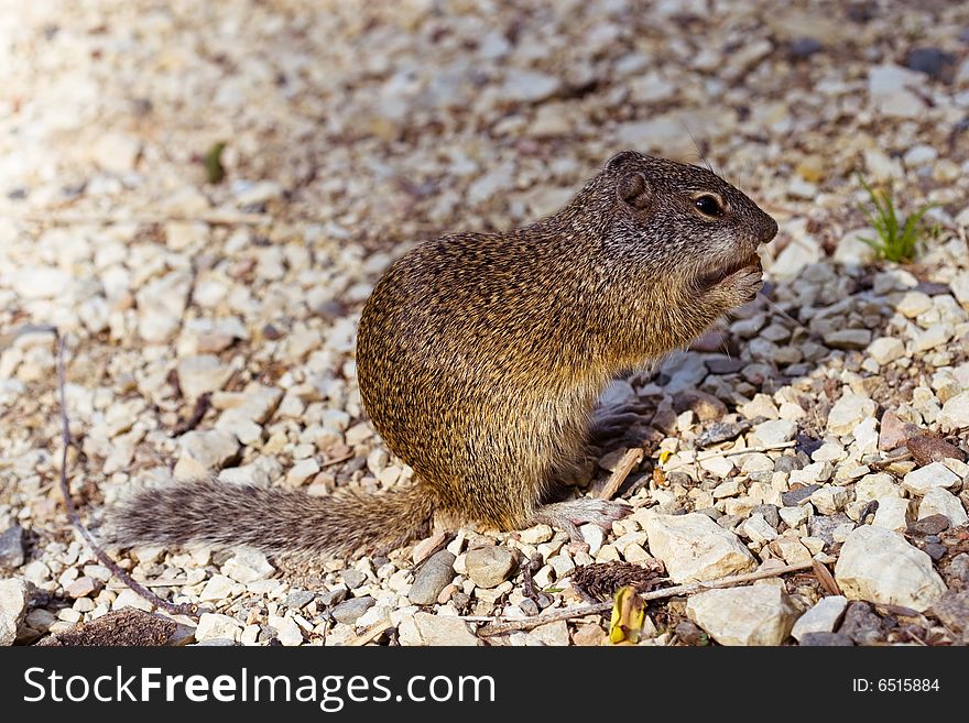 A ground squirrel eating something on rocks.