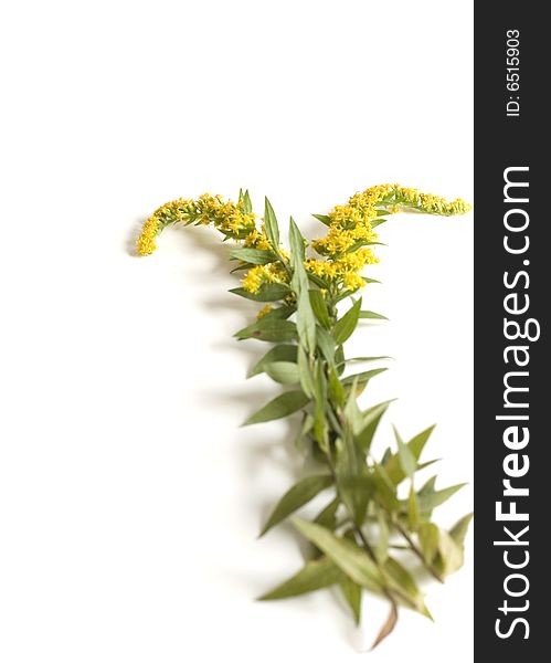 Some sprigs of goldenrod isolated on white.