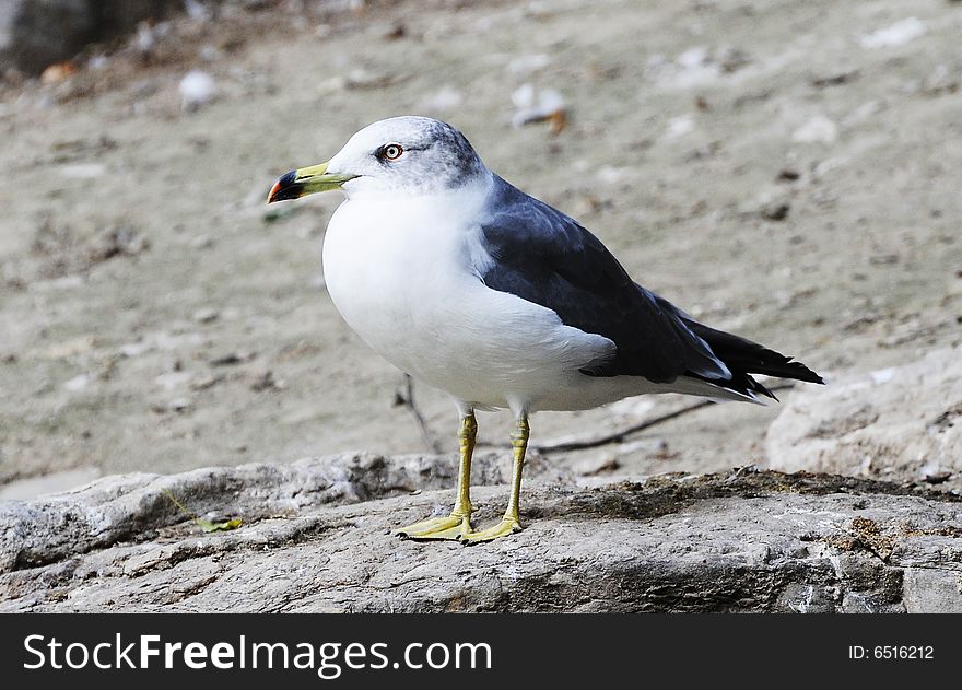 Seagull stand on the bank