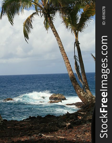 Two palm trees growing off a cliff over hawaii oceans