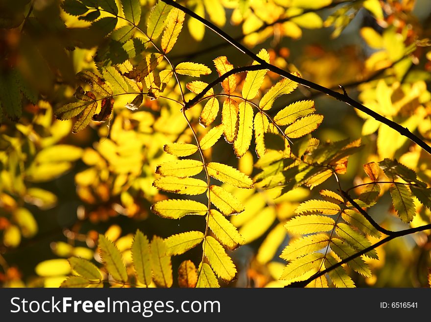 Autumn branch of the rowan.