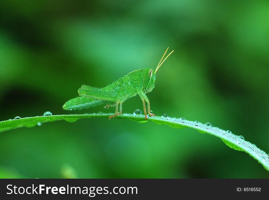A green insect on the green leaf