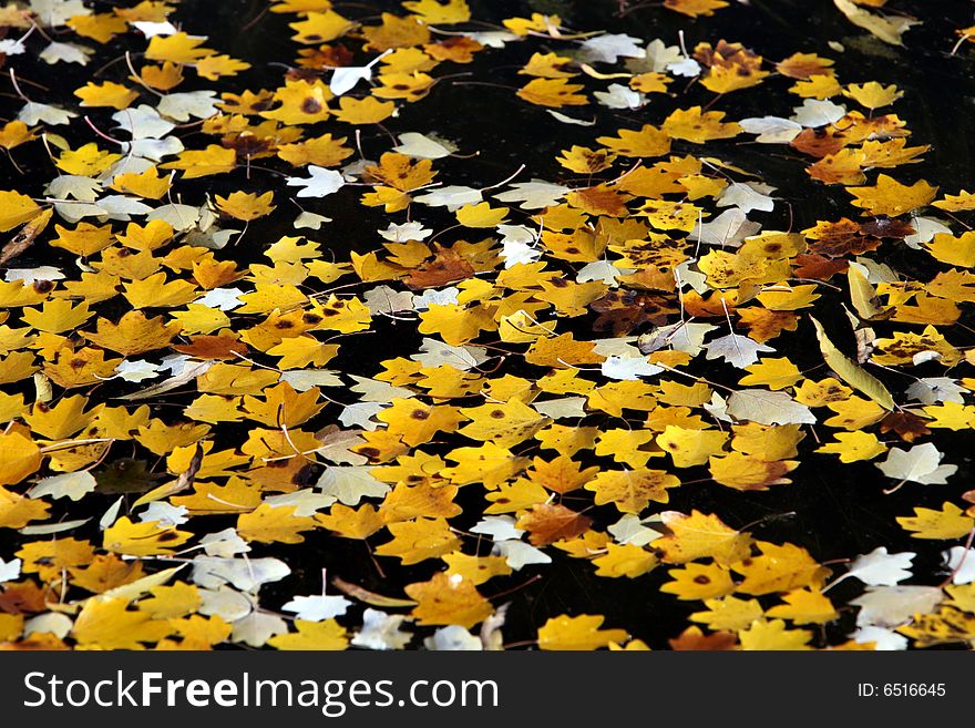 Clolrful leaves in the lake. Clolrful leaves in the lake