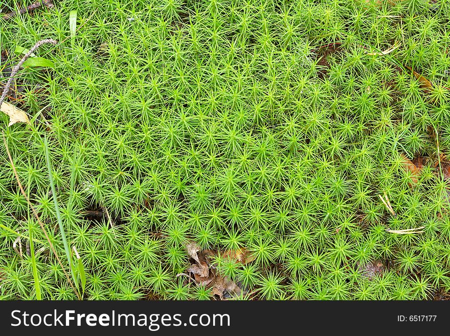 A macro shot of carpet moss on a beautiful sunny day. Green!. A macro shot of carpet moss on a beautiful sunny day. Green!