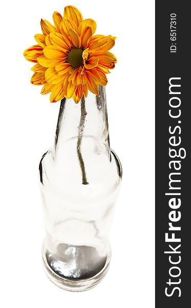 Chrysanthemum flower in empty beer bottle,shot from top, isolated. Chrysanthemum flower in empty beer bottle,shot from top, isolated