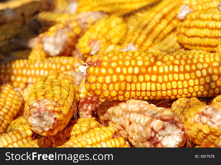 Yellow corn, harvest, feed corn. Yellow corn, harvest, feed corn