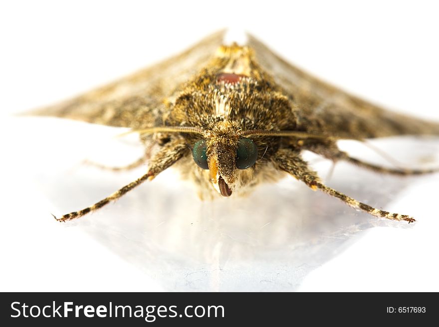 Moth isolated on the white background. Moth isolated on the white background