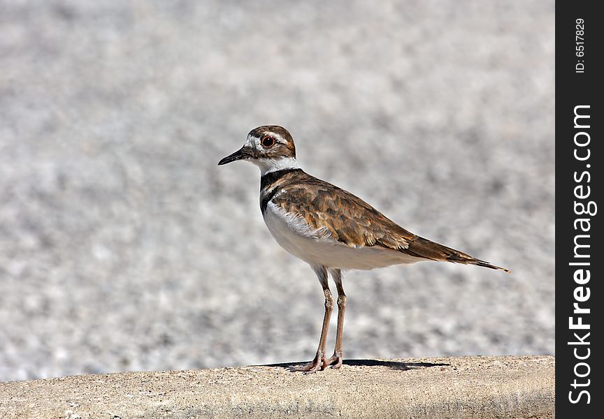 Killdeer (charadrius vociferus) standing in a parking lot