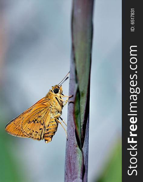 Fire Skipper Butterfly Resting On A Flower Branch.