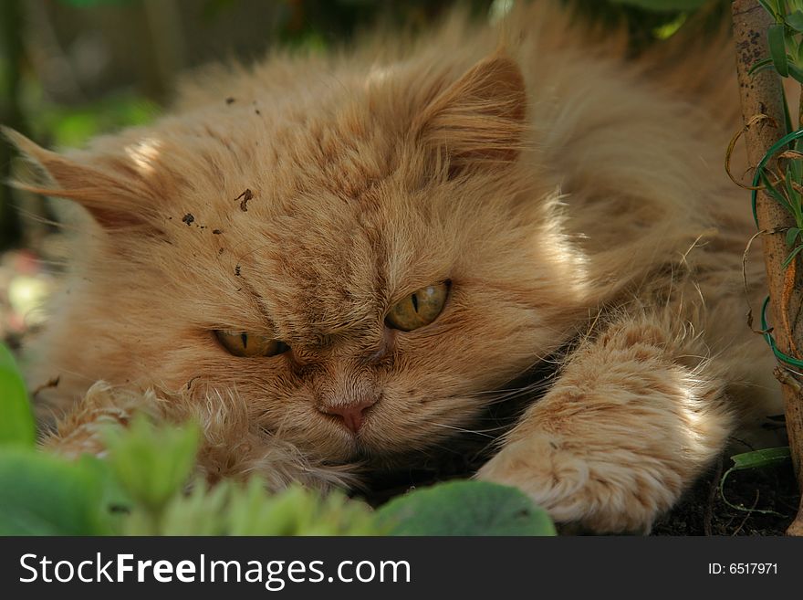 A beautiful persian cat in a garden. A beautiful persian cat in a garden