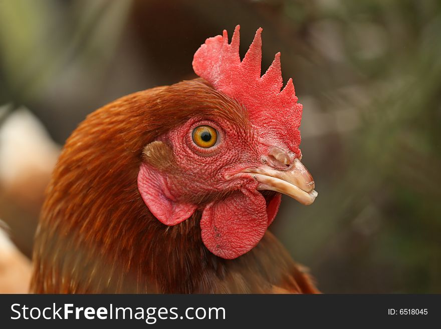 Farm animals: Portrait of a chicken