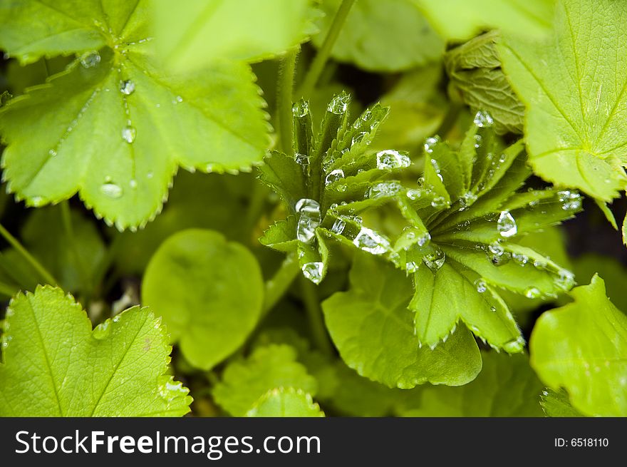 Fresh green leafs with dew - background