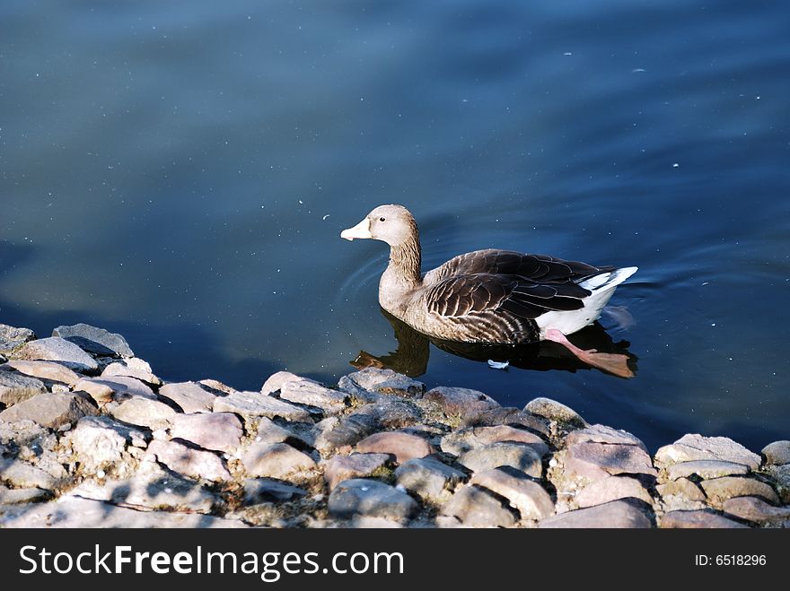 Swiming duck in the lake