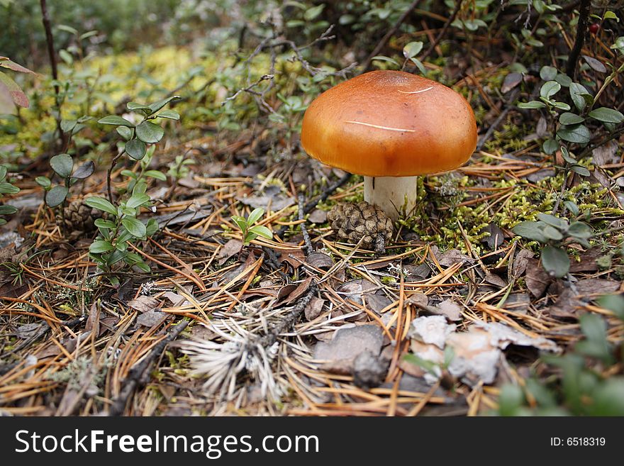 Red mushroom a small wood