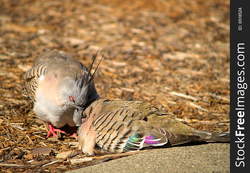 Two Cuddling Pigeons