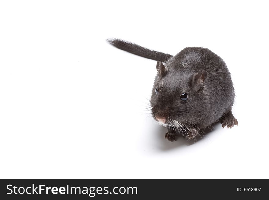 Rat