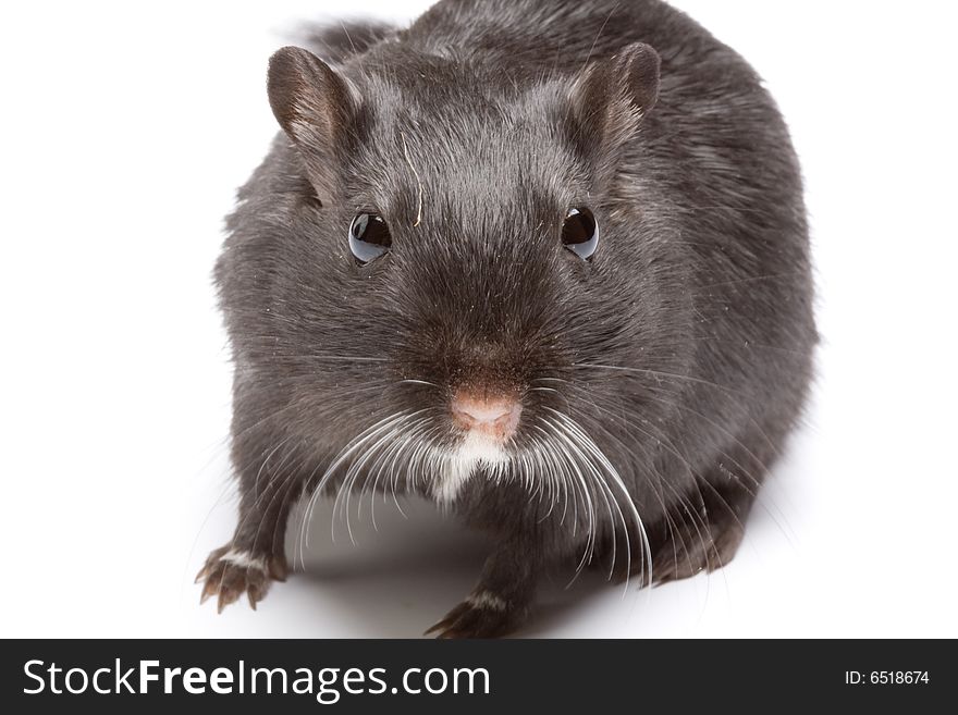 Funny rat on white background