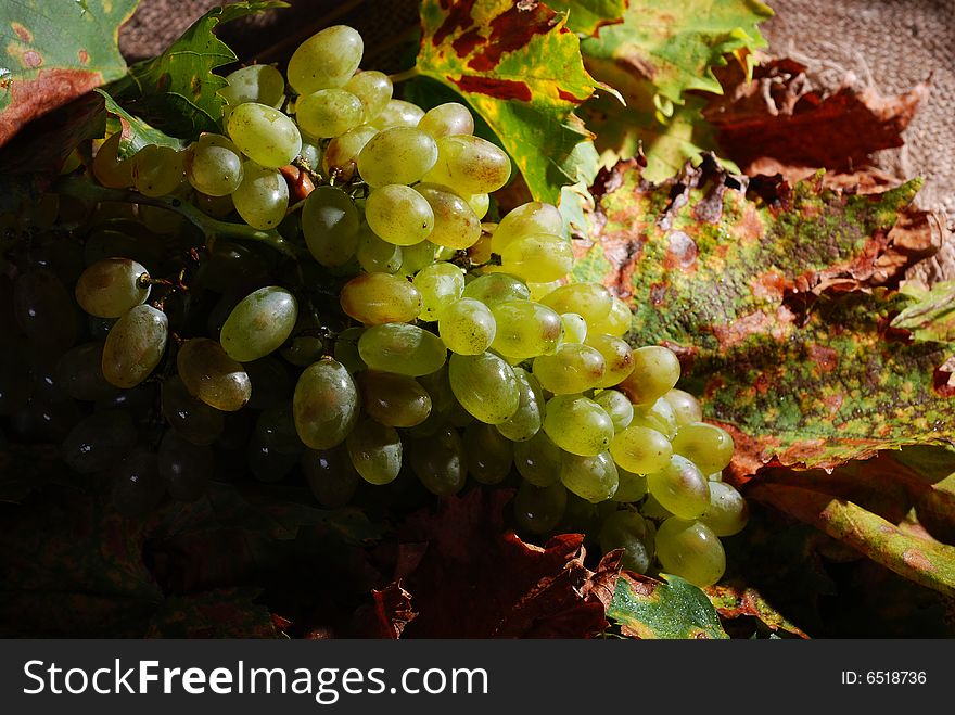 Grapes with autumn fall vine leaves