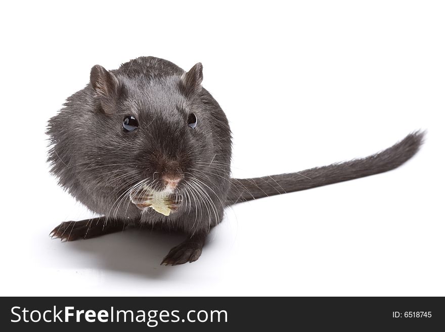 Funny rat on white background