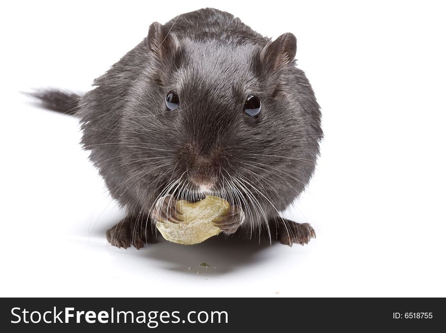 Funny rat on white background