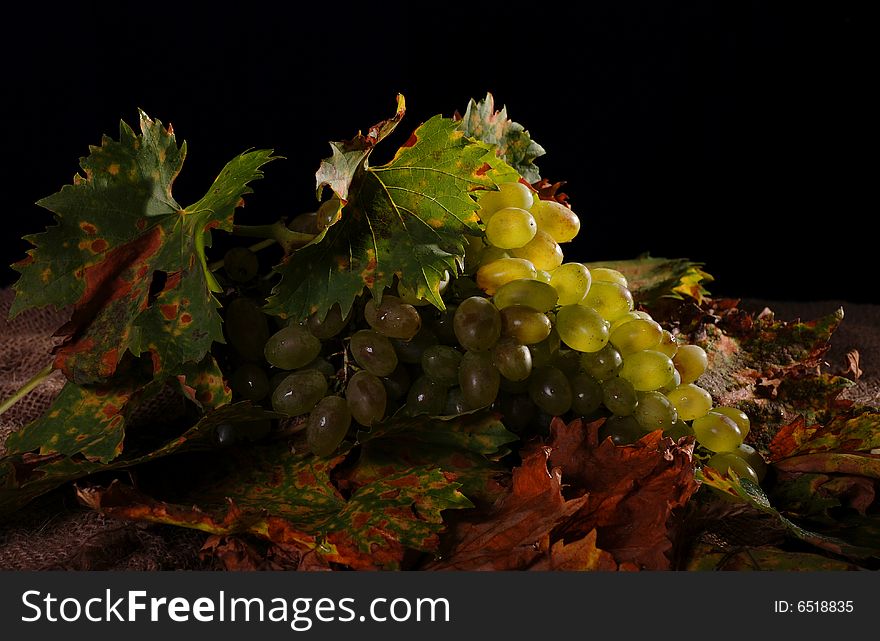 Grapes with autumn fall vine leaves