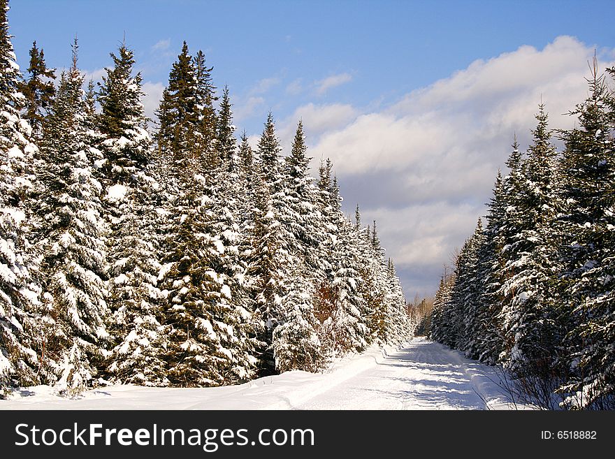 Treelined snowmobile trail on a cold winter day. Treelined snowmobile trail on a cold winter day
