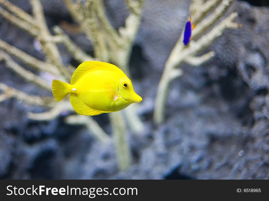 Colorful tropical fish photographed in Berlin Aquarium