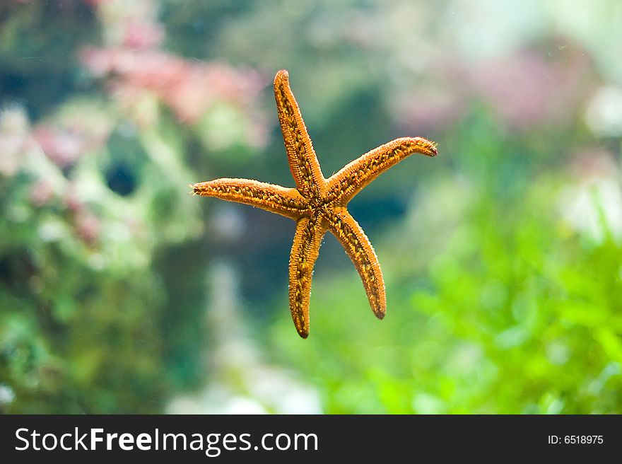 Beautiful starfish - photo taken in Berlin Aquarium