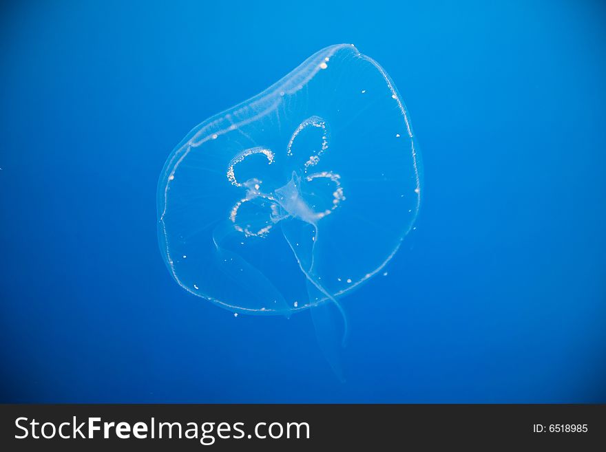 Beautiful jellyfish - photo taken in Berlin Aquarium