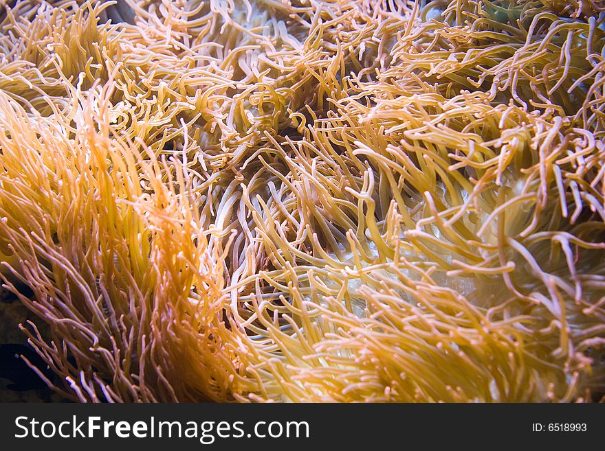 Colorful see anemone