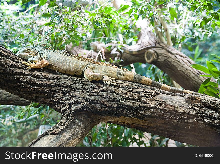 Lizard on the tree - zoo in Berlin