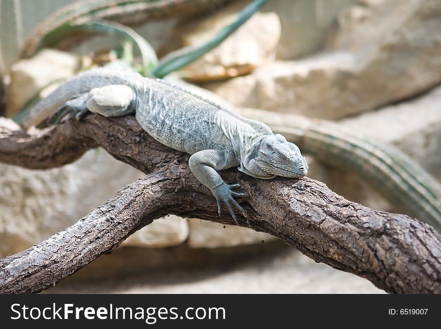 Sleeping lizard on the tree - zoo in Berlin