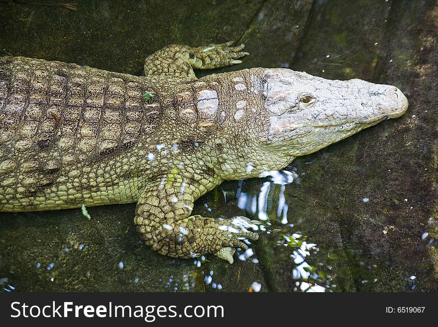 A crocodile - photo taken in Berlin zoo. A crocodile - photo taken in Berlin zoo