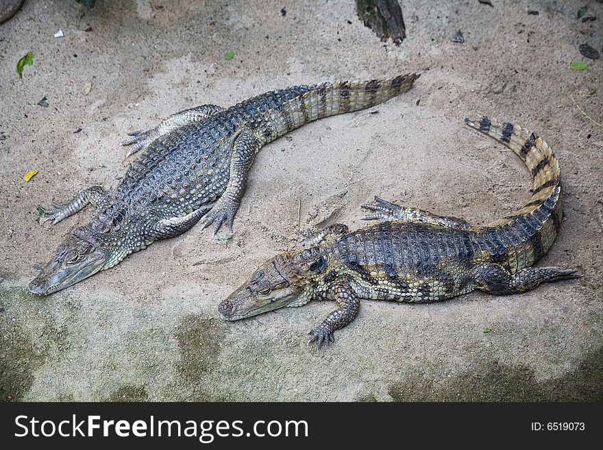 Two crocodiles - photo taken in Berlin zoo. Two crocodiles - photo taken in Berlin zoo