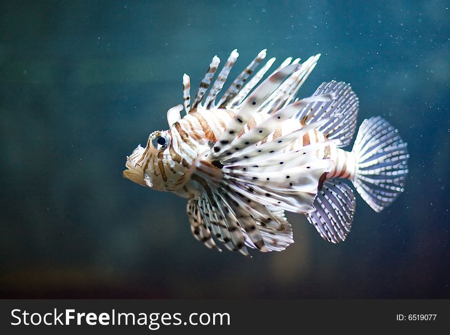 Colorful tropical fish photographed in Berlin Aquarium