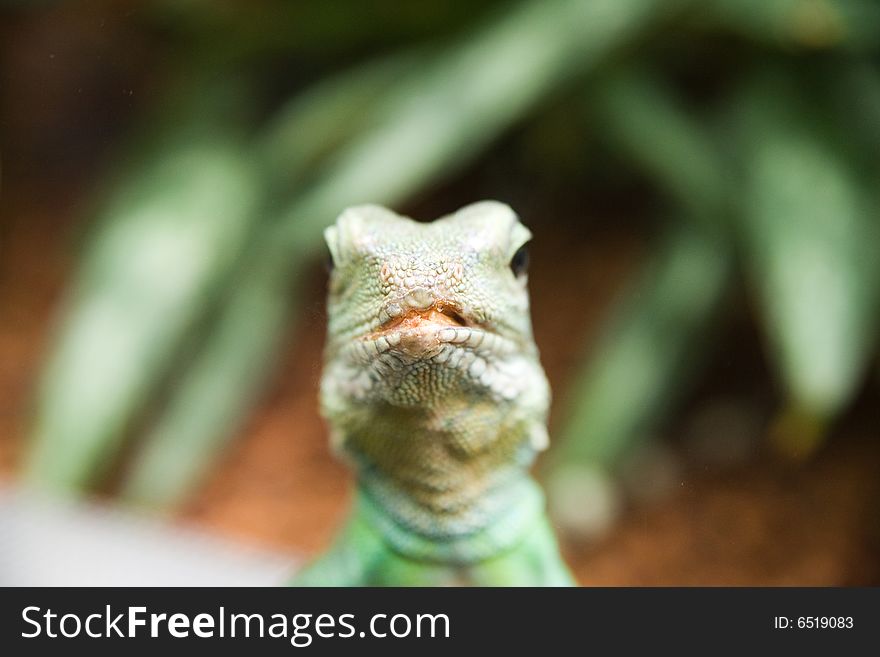 Lizzard looking at you - Berlin aquarium