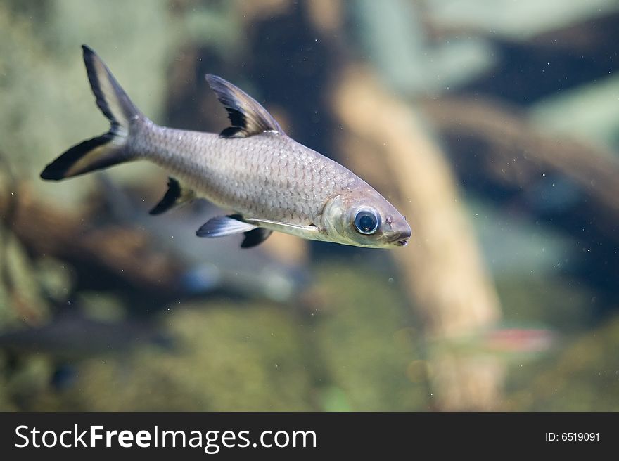 Colorful Tropical Fish