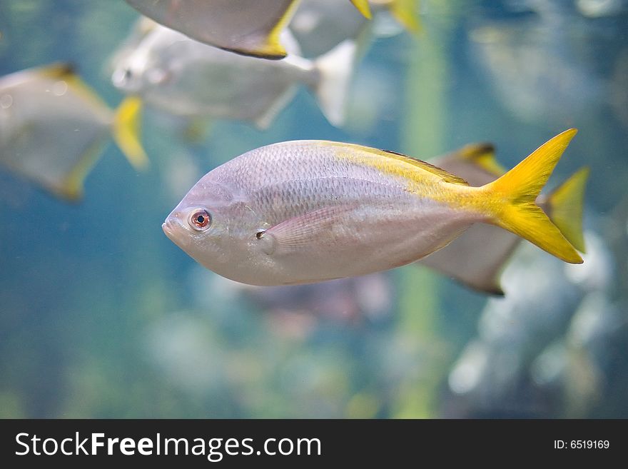 Colorful tropical fish photographed in Berlin Aquarium