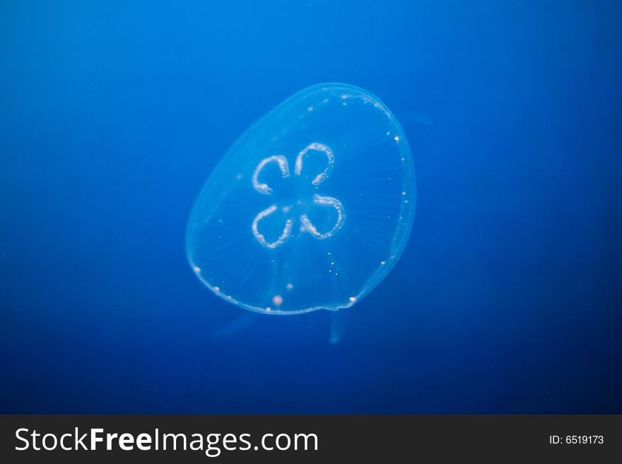 Beautiful jellyfish - photo taken in Berlin Aquarium