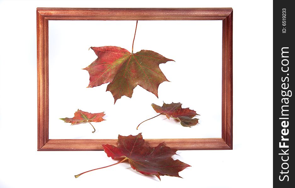 Four autumn maple leaves in a framework on a white background. Four autumn maple leaves in a framework on a white background