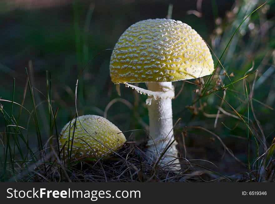 Poisonous Amanita Muscaria Formosa Mushroom growing wild. Poisonous Amanita Muscaria Formosa Mushroom growing wild