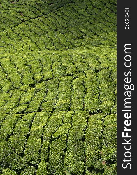 High view of rows of tea shrubs at a plantation in South East Asia. High view of rows of tea shrubs at a plantation in South East Asia