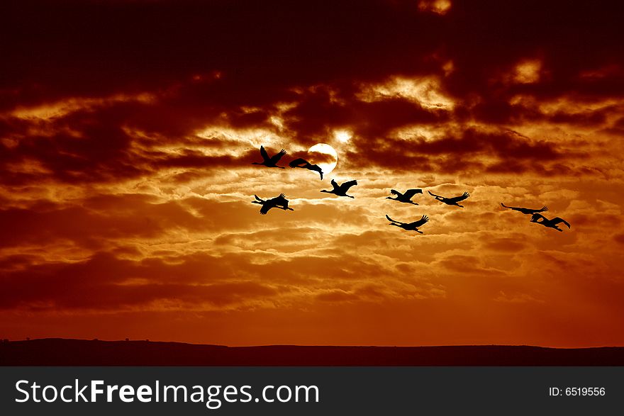 Sunrise. Birds at the sky. Sunrise. Birds at the sky.